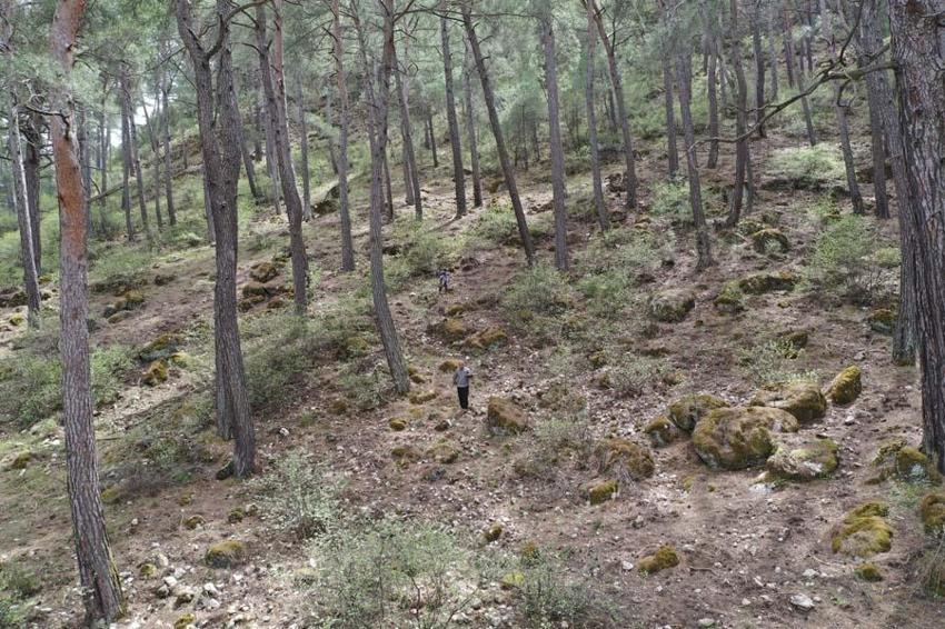 Fiyatını duyan dağlara akın etti, çok değerli! 2000 liraya satılıyor...
