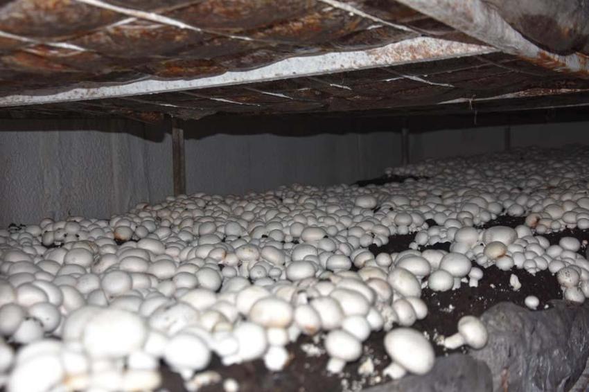 Yılda 240 ton üretiliyor! Çevre illere gönderiliyor... 'Satışlarımız düştü'