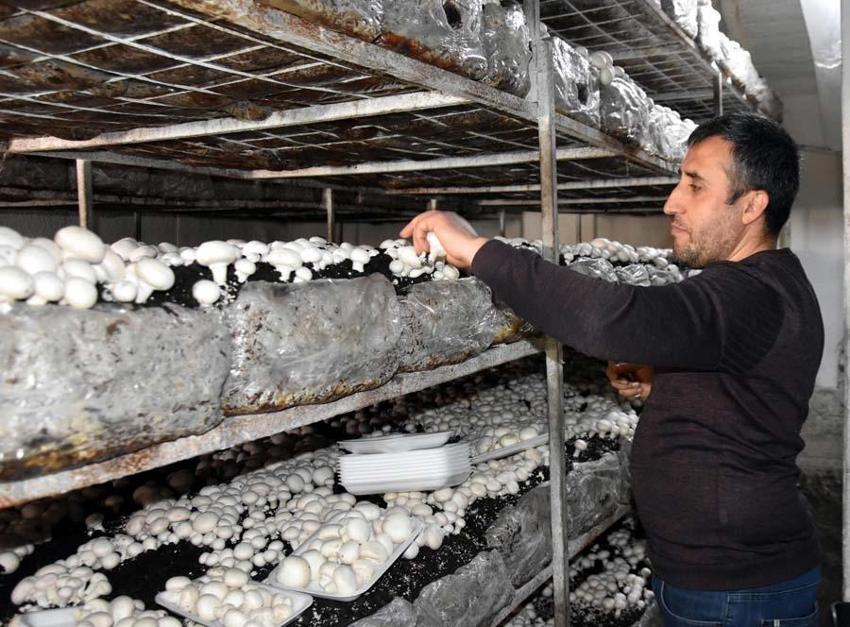 Yılda 240 ton üretiliyor! Çevre illere gönderiliyor... 'Satışlarımız düştü'
