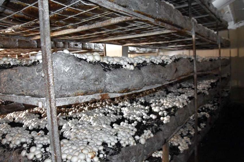 Yılda 240 ton üretiliyor! Çevre illere gönderiliyor... 'Satışlarımız düştü'