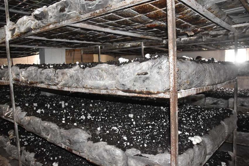 Yılda 240 ton üretiliyor! Çevre illere gönderiliyor... 'Satışlarımız düştü'