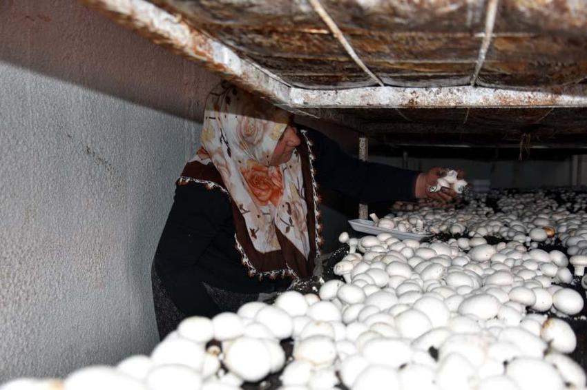 Yılda 240 ton üretiliyor! Çevre illere gönderiliyor... 'Satışlarımız düştü'