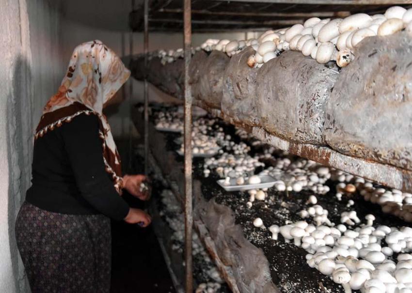 Yılda 240 ton üretiliyor! Çevre illere gönderiliyor... 'Satışlarımız düştü'