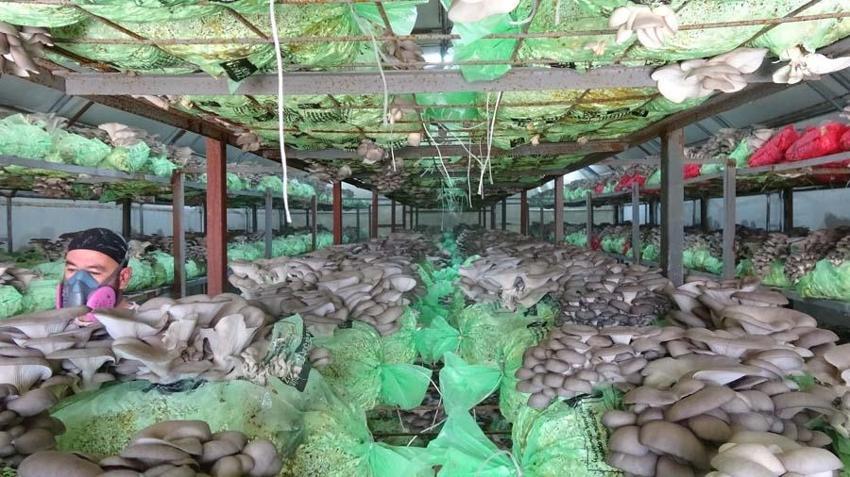 Hobi olarak başladı, mesleği oldu! Fiyatı 10 lira, 60 gün sürüyor...