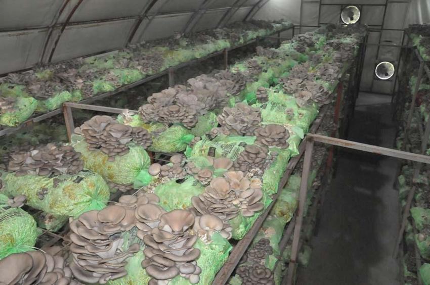 Hobi olarak başladı, mesleği oldu! Fiyatı 10 lira, 60 gün sürüyor...