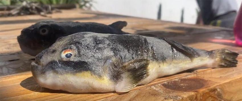 Balık yakaladı, ağzını açtı... Gördüğü karşısında şoka girdi!