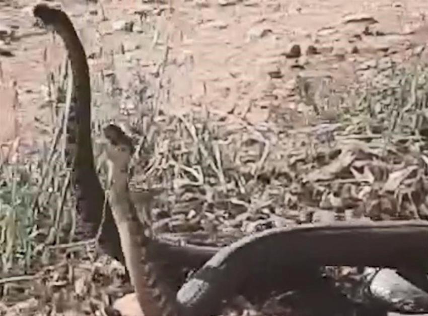 Dünyanın en zehirlisi! Çiftçiler şok oldu, birbirlerine sarılmış halde...