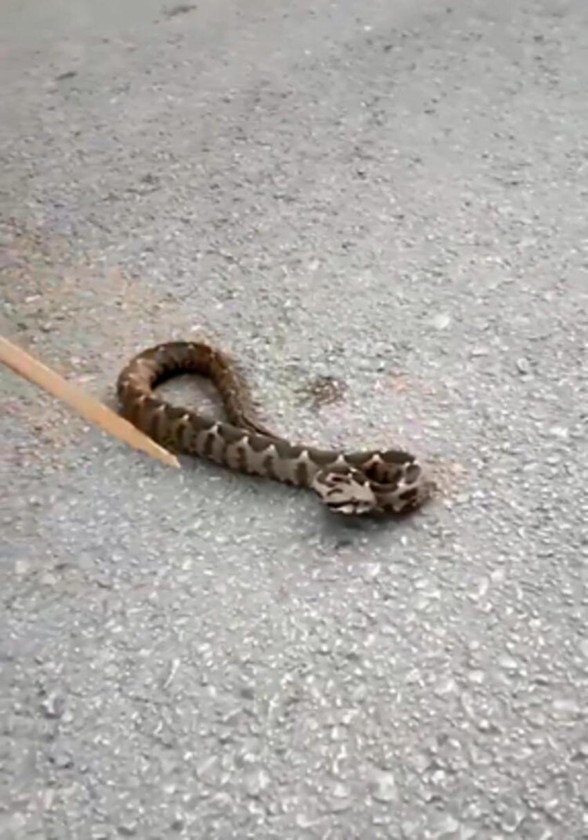 Dünyanın en zehirlisi! Çiftçiler şok oldu, birbirlerine sarılmış halde...