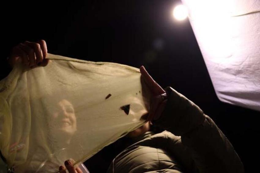 20 yıldır Amanoslar'da peşinde! Kadın akademisyenler gece kelebeklerinin izini sürüyor...