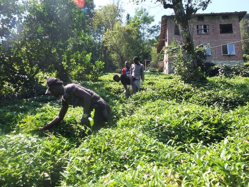 300 TL günlük yevmiye olduğunu duyan 30 bin kişi akın etti! Validen uyarı geldi...