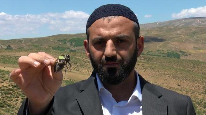 Muş'ta kırmızı alarm! Çekirge istilası