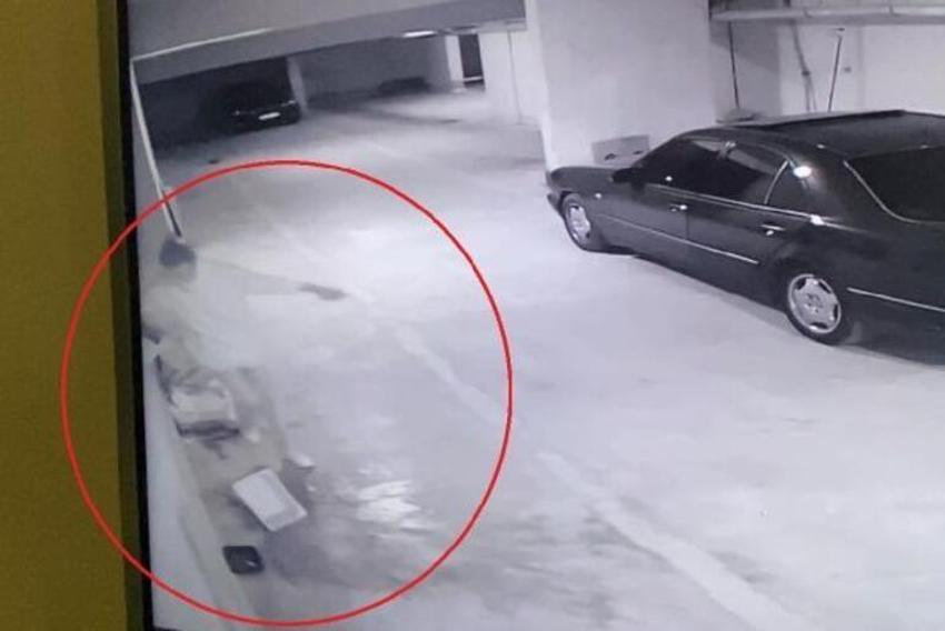 Köpeklere eziyet eden akademisyenden şoke eden sözler!