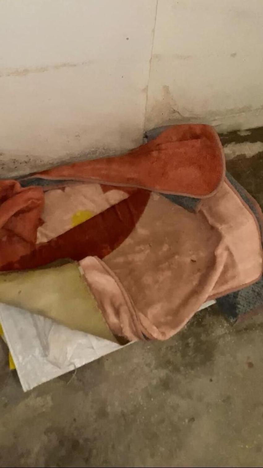 Köpeklere eziyet eden akademisyenden şoke eden sözler!