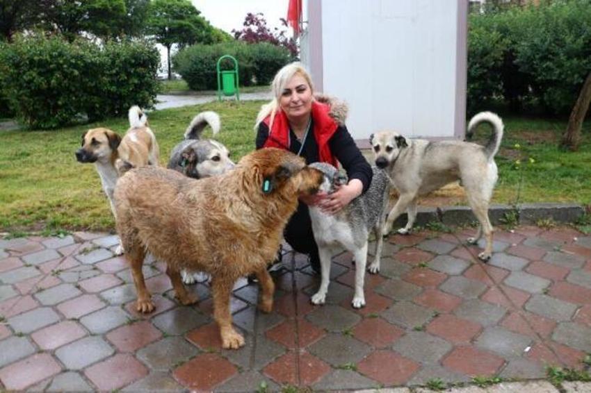 Köpeklere eziyet eden akademisyenden şoke eden sözler!