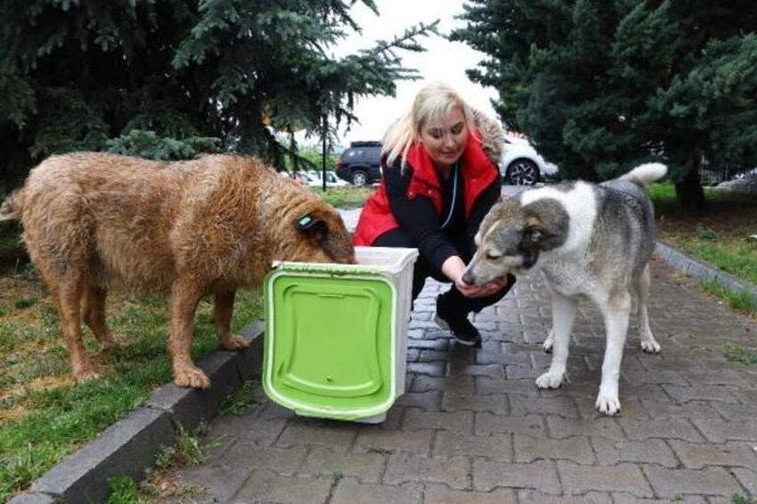 Köpeklere eziyet eden akademisyenden şoke eden sözler!