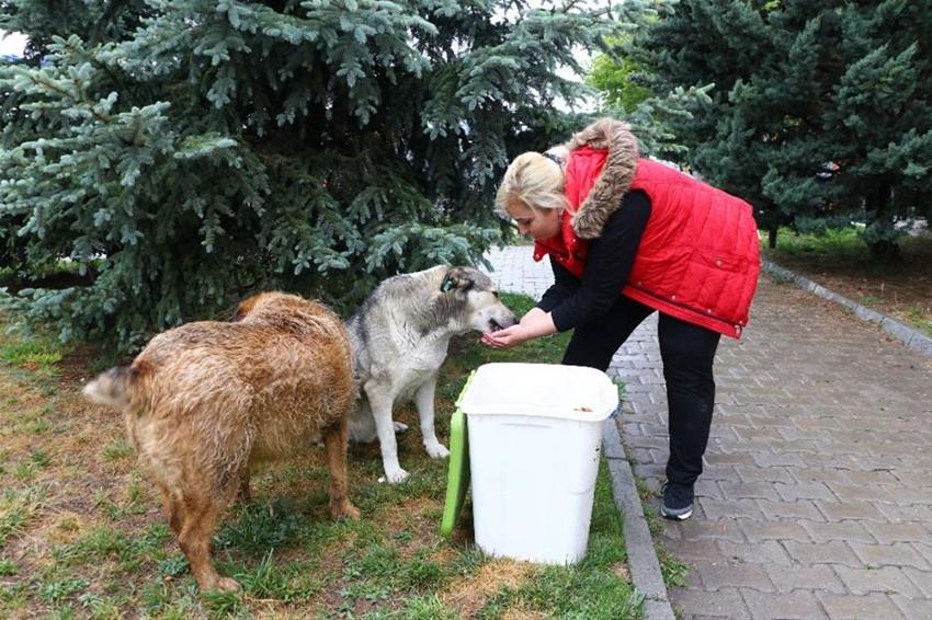 Köpeklere eziyet eden akademisyenden şoke eden sözler!