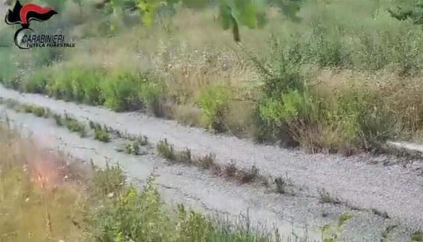 İtalya'da bir günde 800 yangın çıktı! Kundakçının görüntüleri ülkede şok etkisi yarattı...