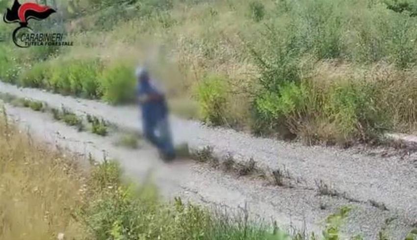 İtalya'da bir günde 800 yangın çıktı! Kundakçının görüntüleri ülkede şok etkisi yarattı...