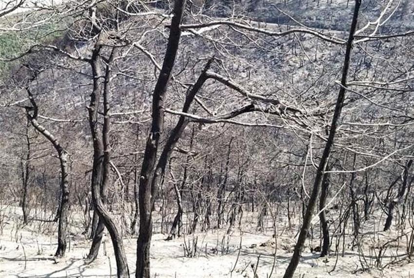 Türkiye'de felaketler peş peşe! Dünyanın dört bir yanı yangınlarla mücadele ediyor: NASA görüntüleri paylaştı...