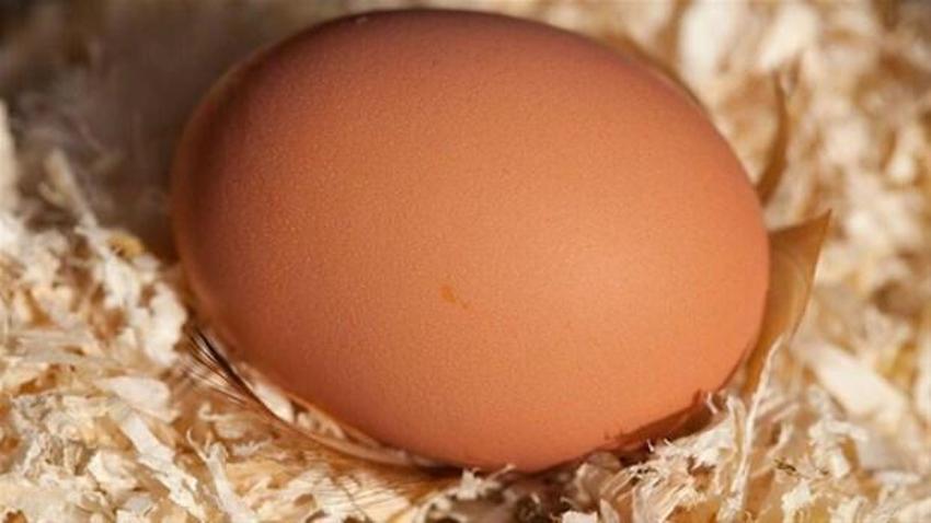 Gıdada bunlar çok tehlikeli! Yumurta, bal, tavuk...
