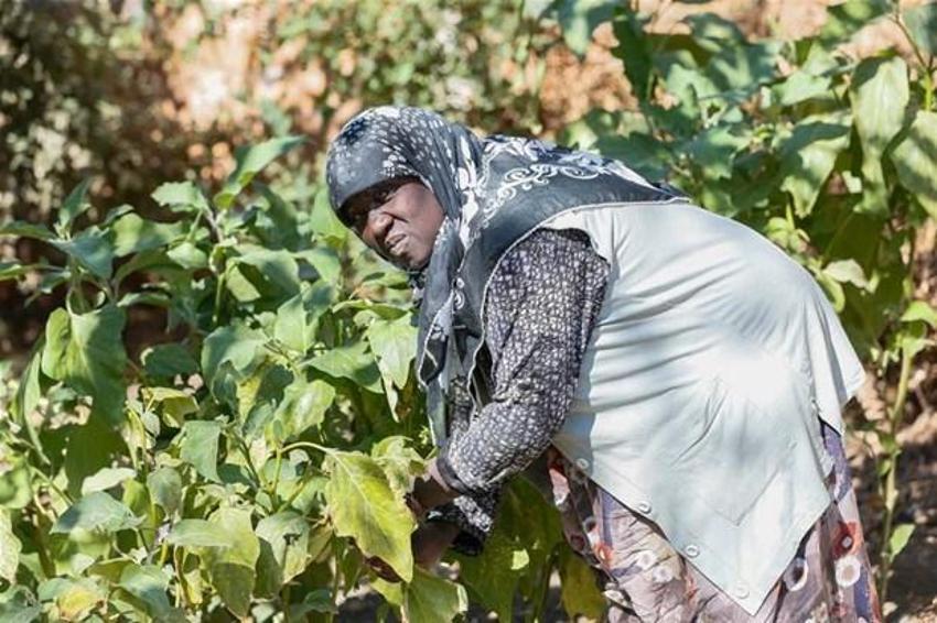 İzmir'deki Afro-Türkler ABD'de araştırmalara konu oldu! kökenler Afrika'dan şive Ege'den...