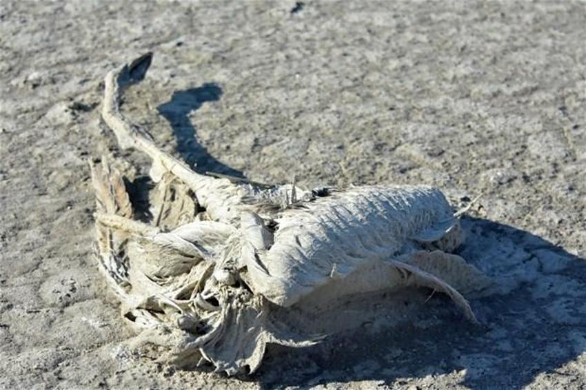 Türkiye flamingo faciasını konuşuyor! Tuz Gölü’nde yavrular neden öldü?