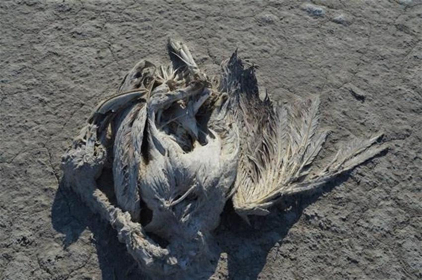 Türkiye flamingo faciasını konuşuyor! Tuz Gölü’nde yavrular neden öldü?