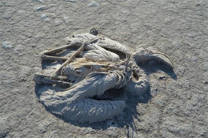 Türkiye flamingo faciasını konuşuyor! Tuz Gölü’nde yavrular neden öldü?