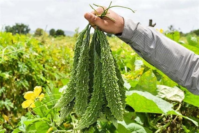Kandaki zehri atan süper besin! Etkisi inanılmaz: Sindirim sistemine, yanıklara, yaralara, iltihaplara, romatizmaya, varise ve guatra deva...