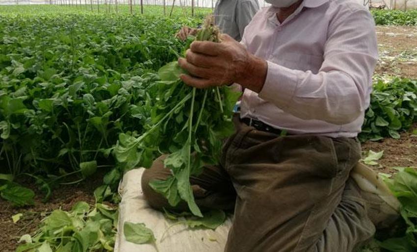 Hibiskus nasıl kullanılır, hibiskusun faydaları nelerdir?