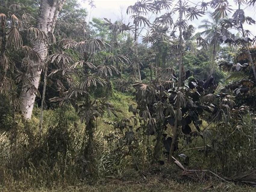 Hawaii'de Kilauea Yanardağı faaliyete geçti! Dehşete düşüren kareler