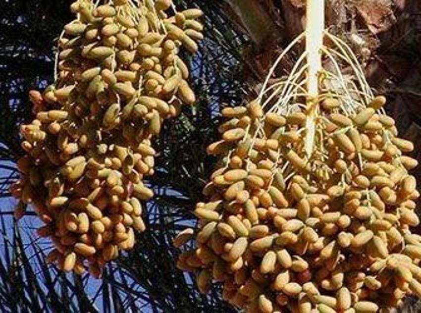 Hurmanın Faydaları