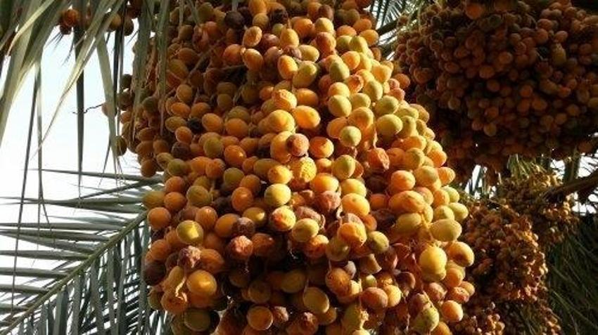 Hurmanın Faydaları