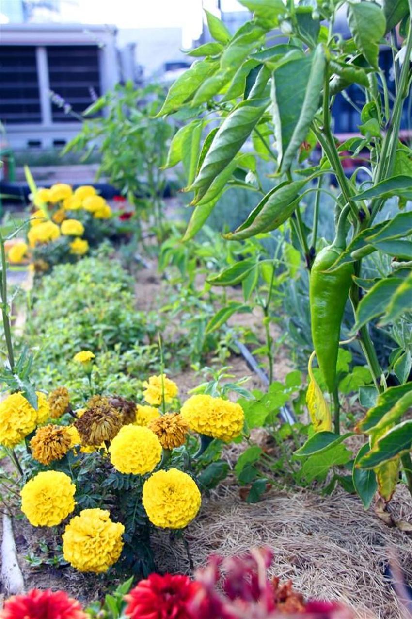 Papermoon’un çöpleri Akmerkez’in tarlasını besledi