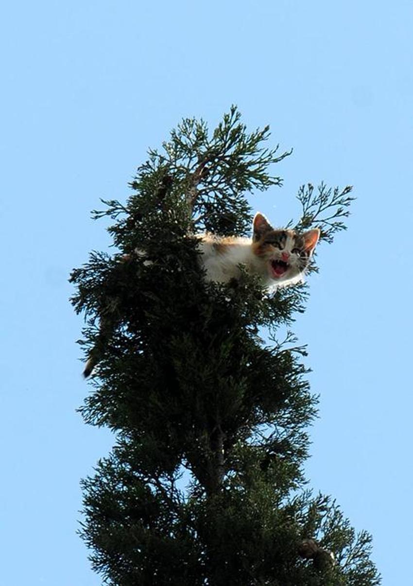 Böyle kedi kurtarma operasyonu görülmedi