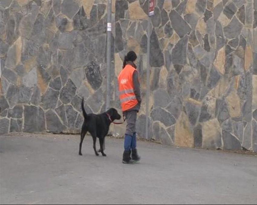 İstanbul Pamir Dikdik´i arıyor