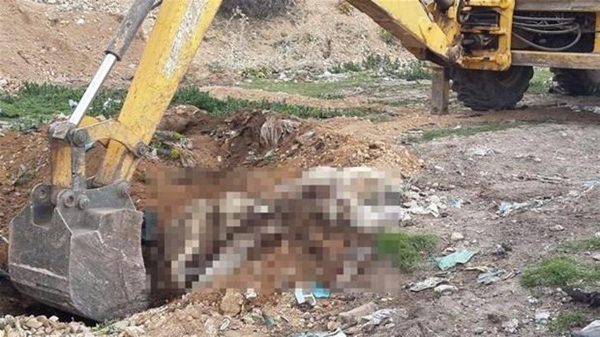 Denizli´de köpek katliamı iddiası