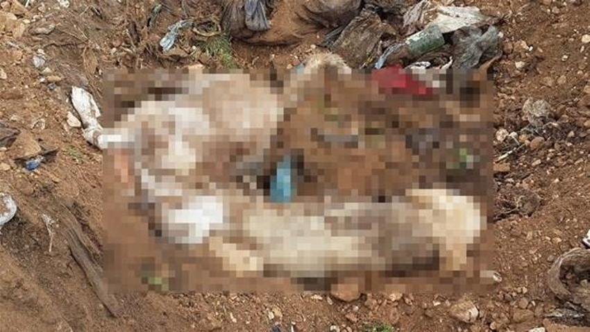 Denizli´de köpek katliamı iddiası