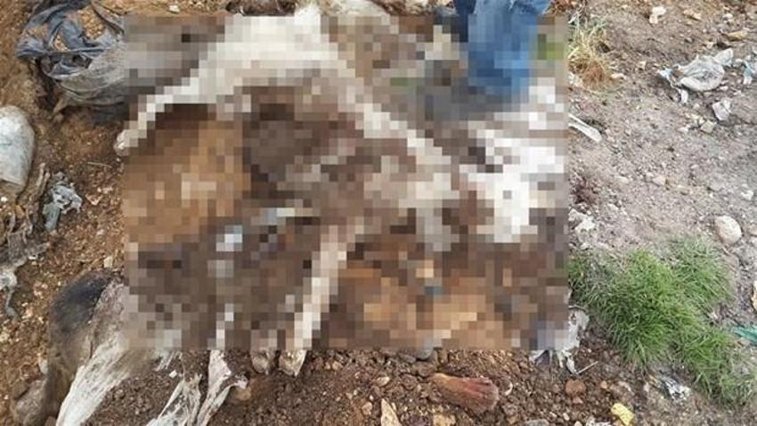 Denizli´de köpek katliamı iddiası