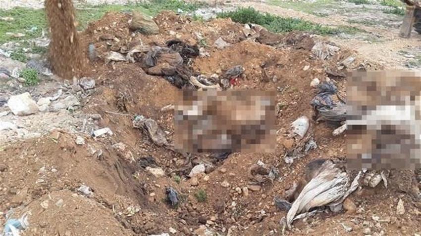 Denizli´de köpek katliamı iddiası