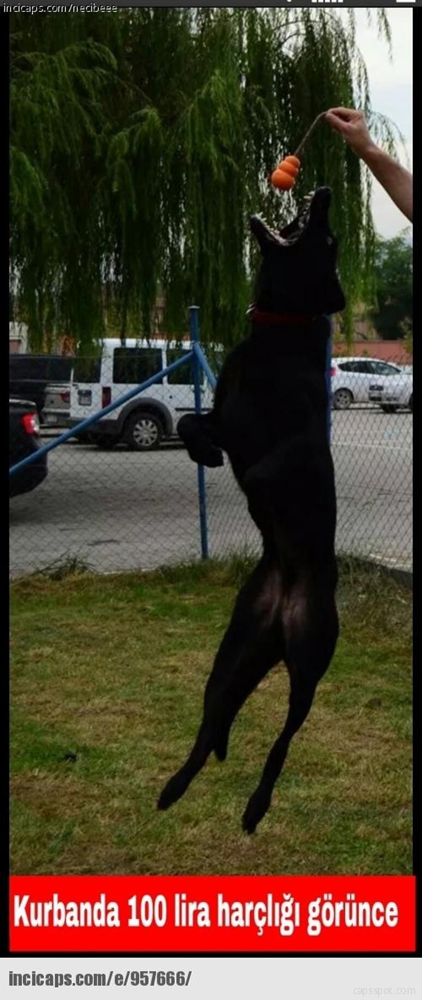 Gülme garantili ´caps´ler