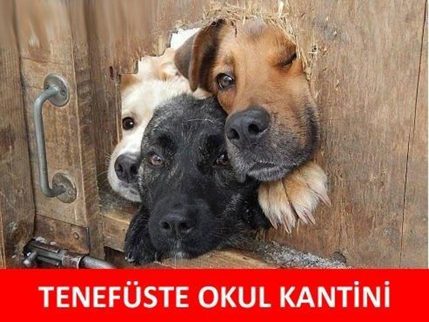 Gülme garantili ´caps´ler