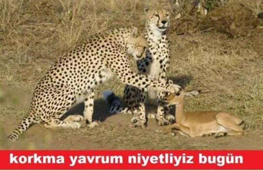 Gülme garantili ´caps´ler