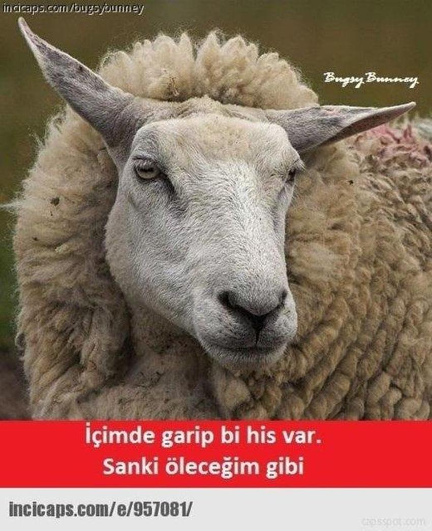 Gülme garantili ´caps´ler