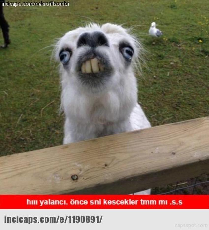 Gülme garantili ´caps´ler