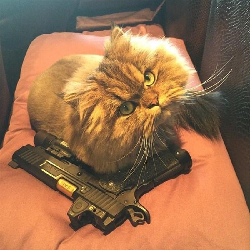 Instagram'ın fenomeni Dan Bilzerian