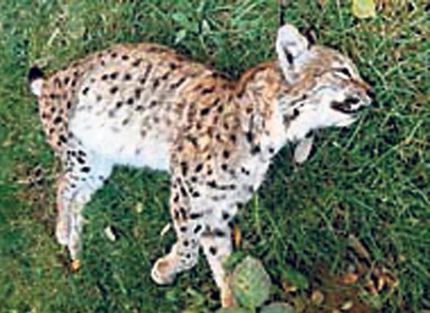 İlk ´uydu vericili´ kurt da kaçak avcı kurbanı oldu