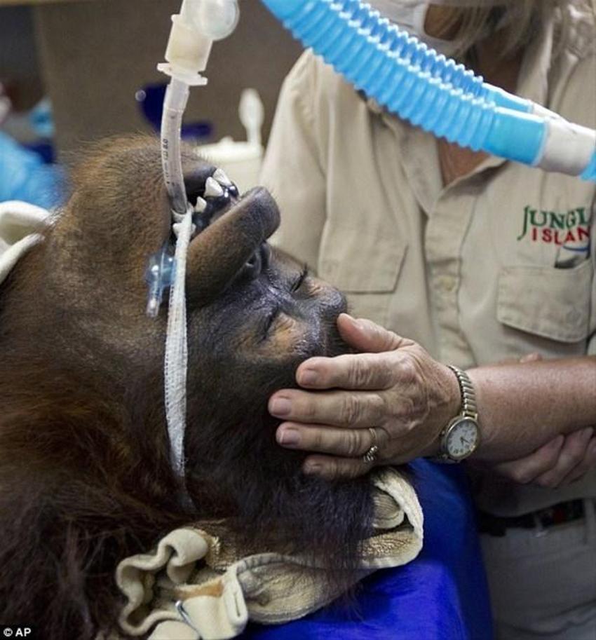 Kemoterapi gören ilk orangutan
