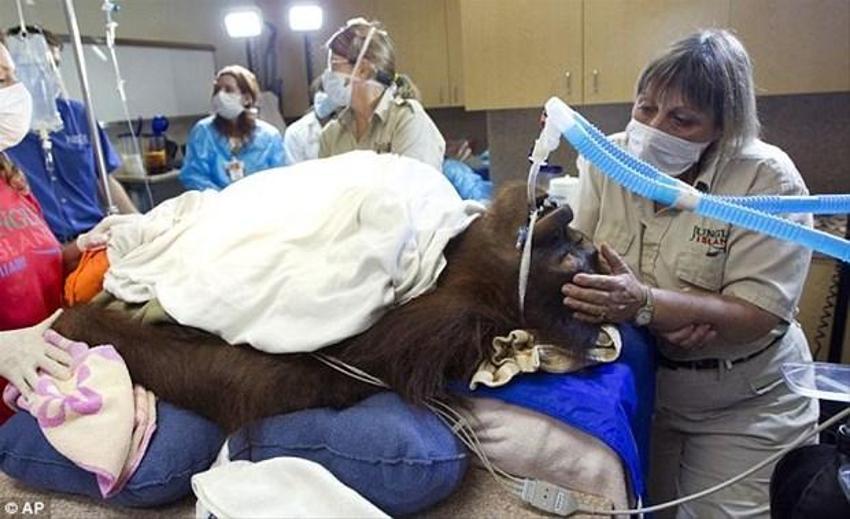 Kemoterapi gören ilk orangutan