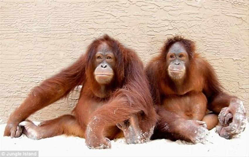 Kemoterapi gören ilk orangutan